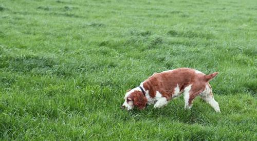 Dog Sniffing Hunt