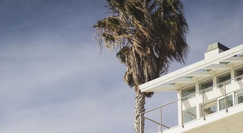 house with palm tree