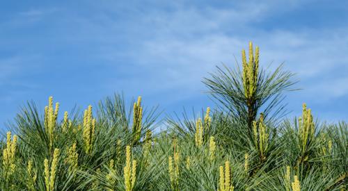 Eastern White Pine