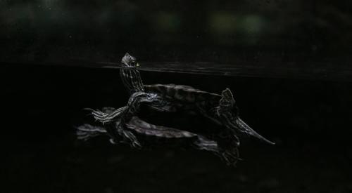 Turtle in water