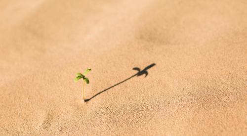 Sprout from the sand