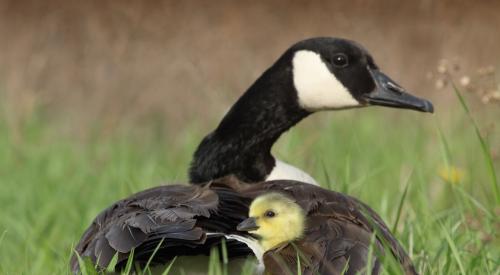 Mother goose with gosling