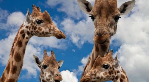 Giraffe_family