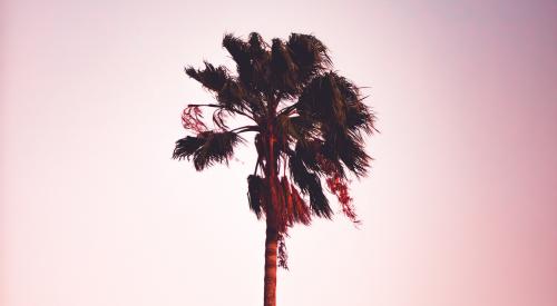 Palm tree