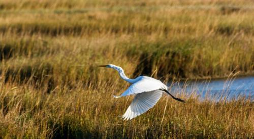 Great Egret