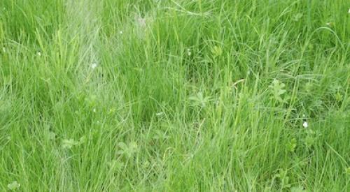 green living roof