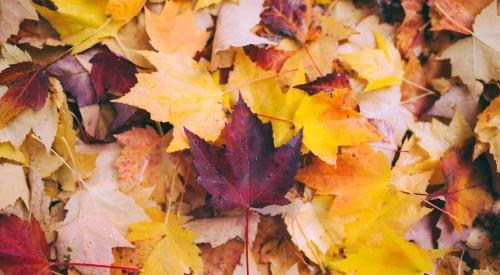 Fallen leaves on the ground