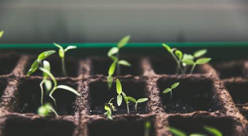 Plant seedlings growing