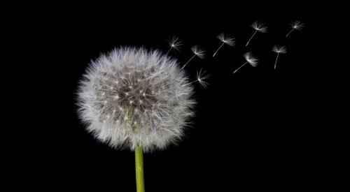 dandelion