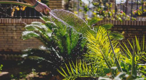 Outdoor plants