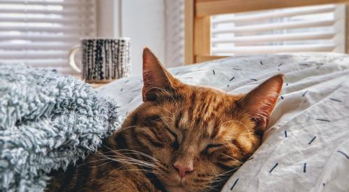 Cat asleep in bed | The supply of for-sale homes grew in January 2019, up 6 percent annually, and in the most expensive markets, for-sale supply increased 12 percent in that time.