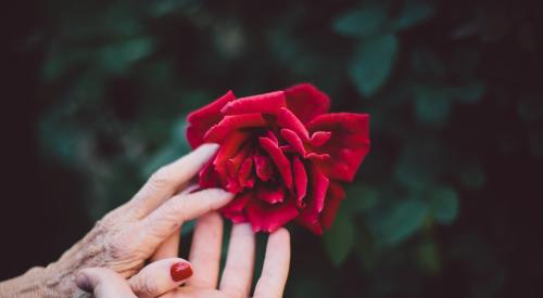 Two hands and a rose