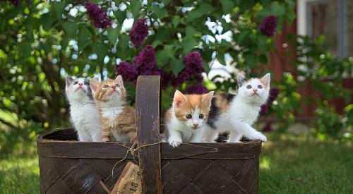 Basket of kittens