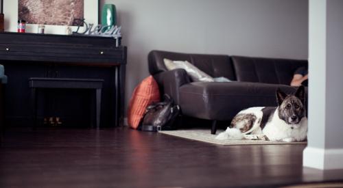 Dog on rug in home in Nashville