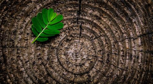 Leaf on wood