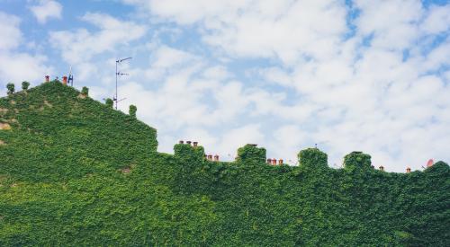 House exterior covered in ivy