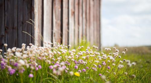 Wildflowers