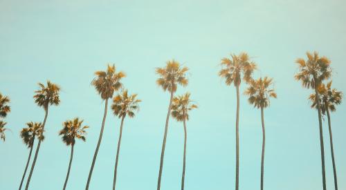 california palm trees