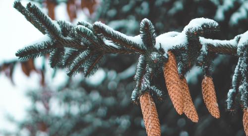 Branches with pine cones on tree