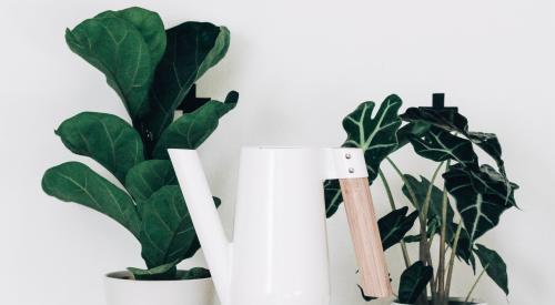 Potted plants with watering can