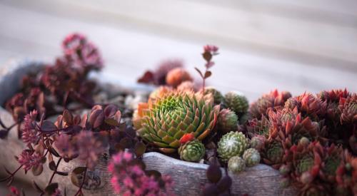 Plants living in a piece of driftwood on top of a driftwood-colored wood table. 