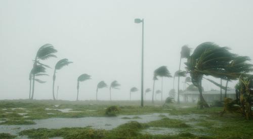 Hurricane, palm trees