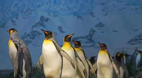 King Penguin Migration