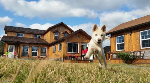 Dog running near a house