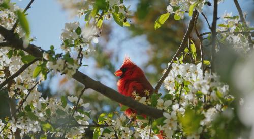 Cardinal in tree