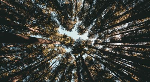 Low angle view of tall trees