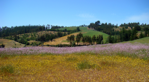 view of open field ready for home builder development