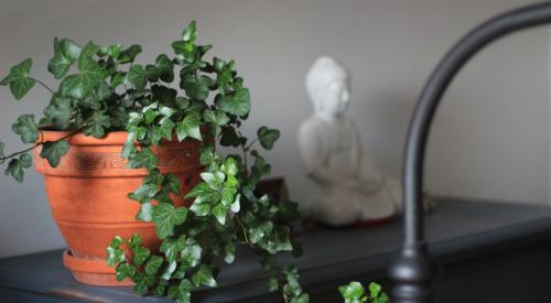 Houseplant and Buddha statue