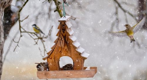 Birdhouse in the winter