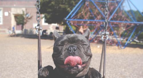 Dog in a swing