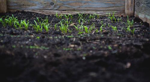 Plantings growing in soil