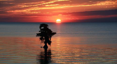 Sunset over water with tree