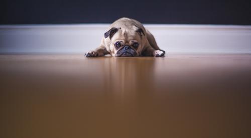 sad pug