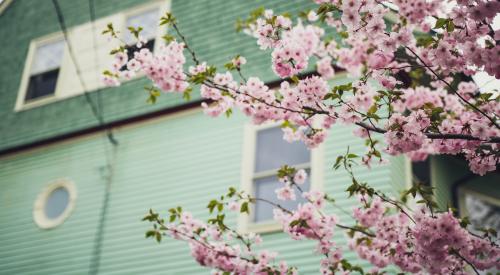 House exterior with cherry blossom tree