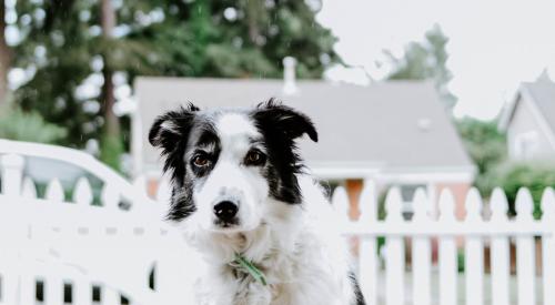 Dog at house front steps