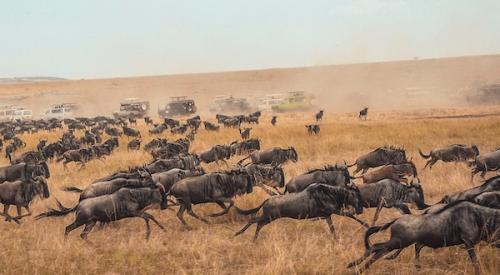 Migrating_wildebeest 