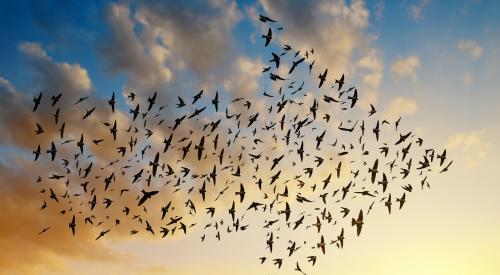 Flock of migrating birds forming an arrow