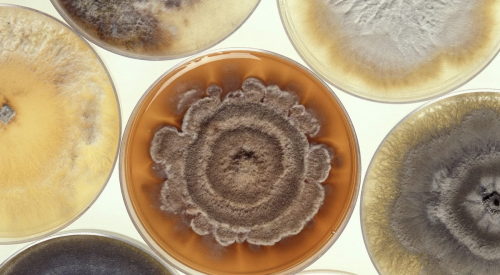 Different types of mold growing in petri dishes