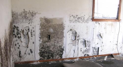 Black mold on walls