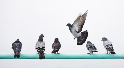 Pigeons on a wire