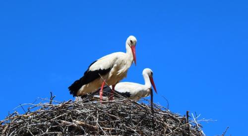 these birds are not empty nesters