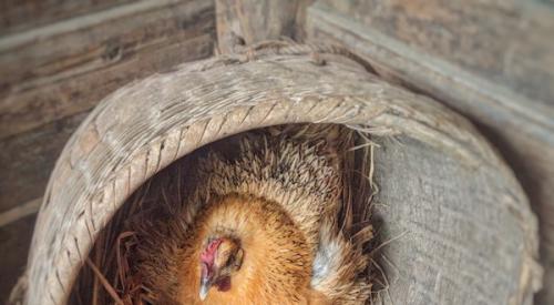 Bird_and_chick_sitting_in_nest