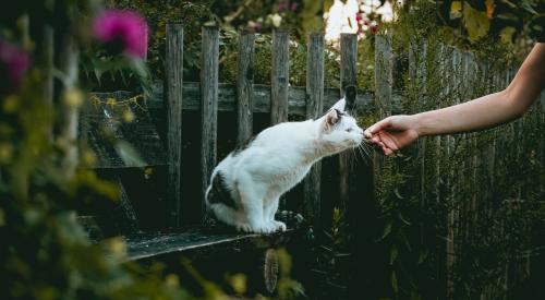 Cat in the backyard