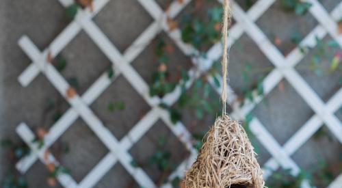 Hanging bird's nest