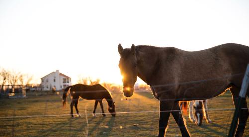 Rural area with horses