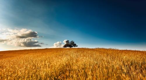 Field of wheat with a green tree in the background